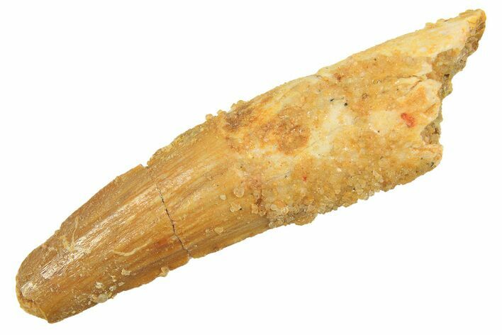 Juvenile Fossil Spinosaurus Tooth - Real Dinosaur Tooth #298403